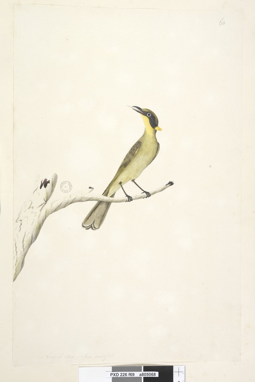 Página 69. Tamaño natural. Iris dudoso Melífago de Penacho Amarillo Lichenostomus melanops de Unknown artist
