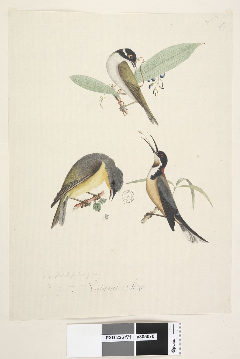 Página 71. 1, 2. Meliphaga. 3., ? Tamaño natural. Tres aves se muestran: 1. Honeyeater de Nuca Blanca de Unknown artist