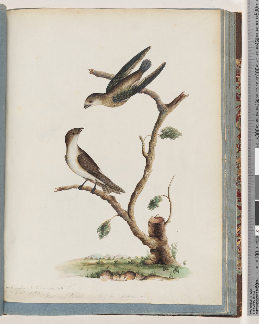 Página 74. Pájaros no identificados de Unknown artist