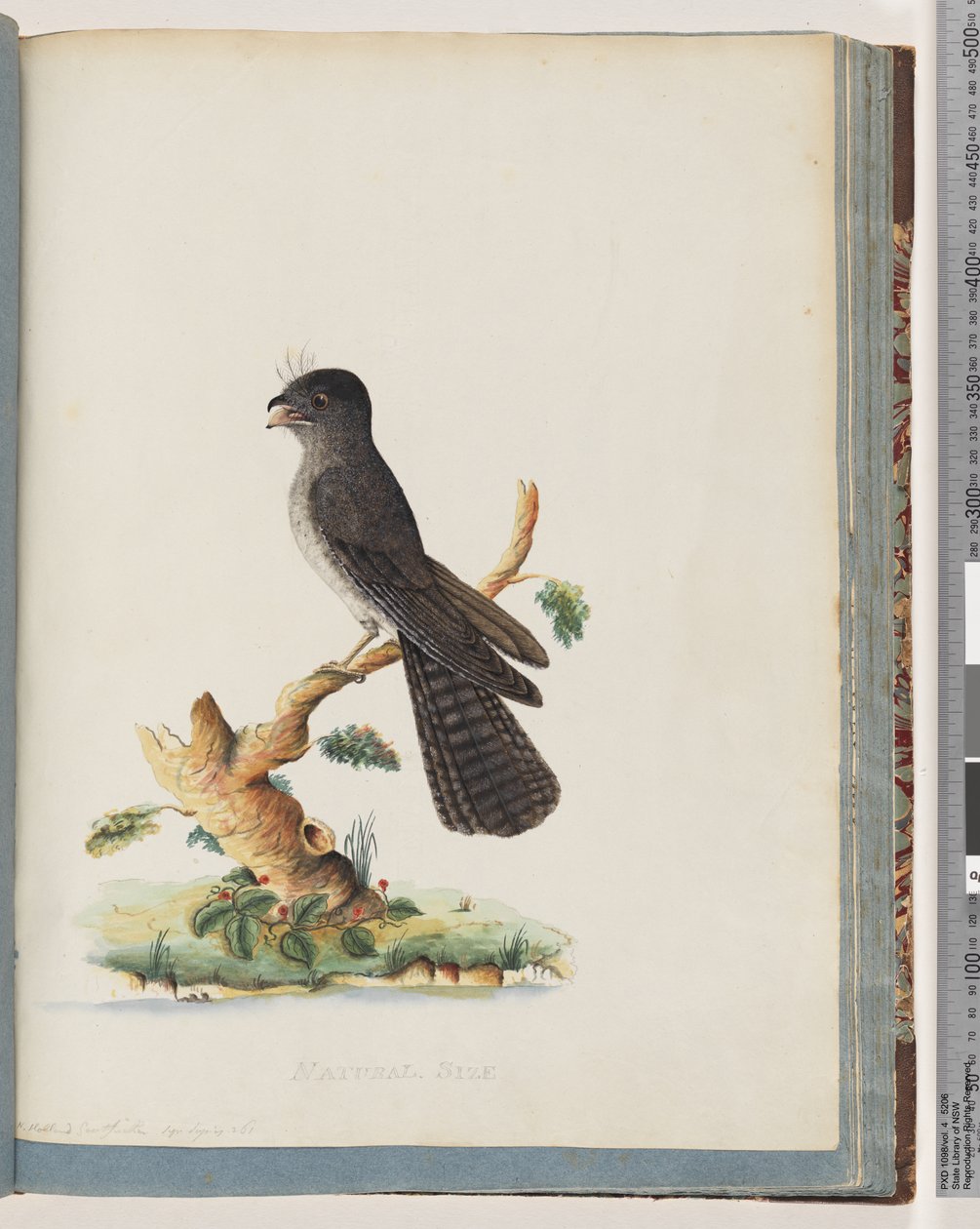 Página 75. Pájaro no identificado. Chotacabras de Nueva Holanda de Unknown artist