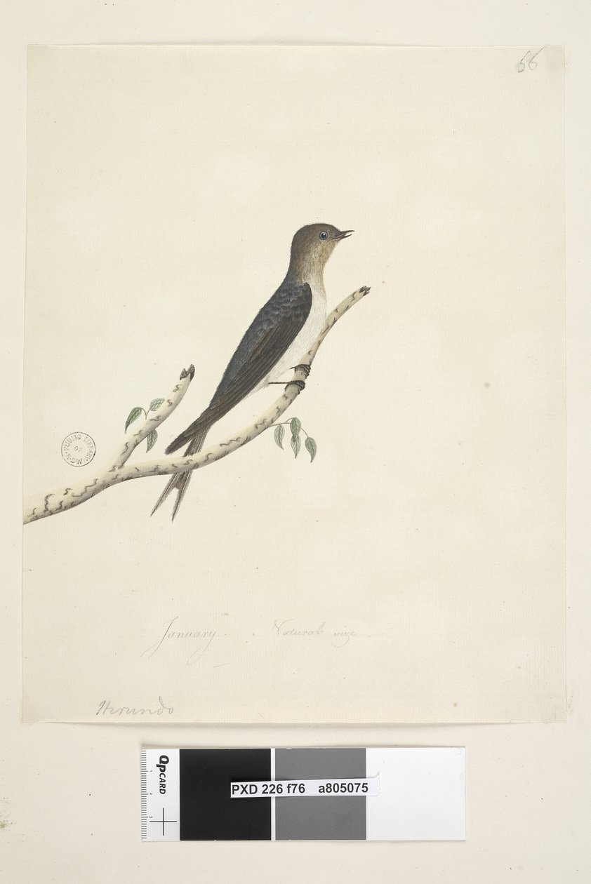 Página 76. Hirundo. en el centro inferior en otra mano Enero Tamaño natural Bienvenida Golondrina Hirundo neoxena, 1791-92 de Unknown artist
