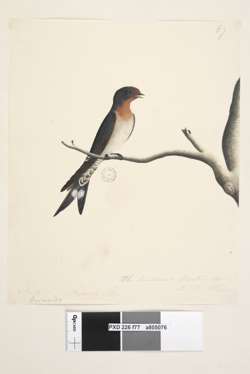 La Golondrina o Martín de N.S. Gales de Unknown artist