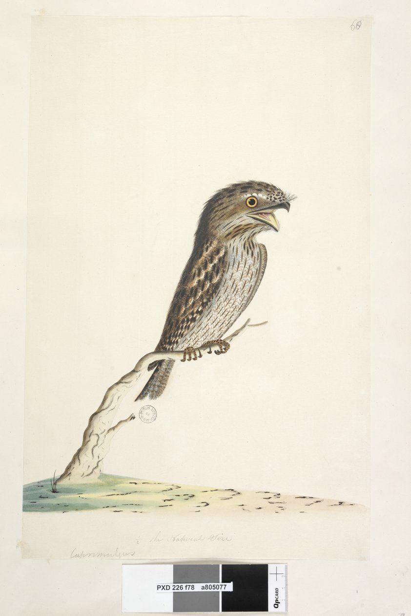 Página 78. Caprimulgus. en el centro inferior en otra mano 1/2 del tamaño natural Tawny Frogmouth Podargus strigoides, 1791-92 de Unknown artist