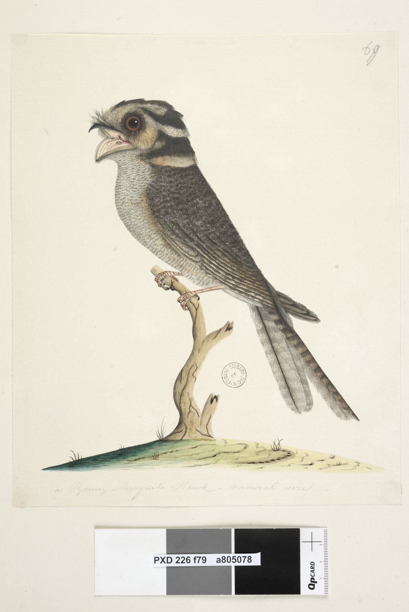 Página 79. Un joven halcón mosquito, tamaño natural Búho nocturno Aegotheles cristatus, 1791-92 de Unknown artist