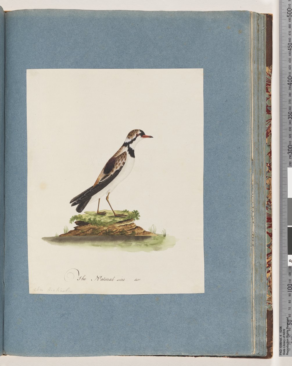 Página 79. Chorlitejo de frente negra. Charadrius Hiaticula de Unknown artist