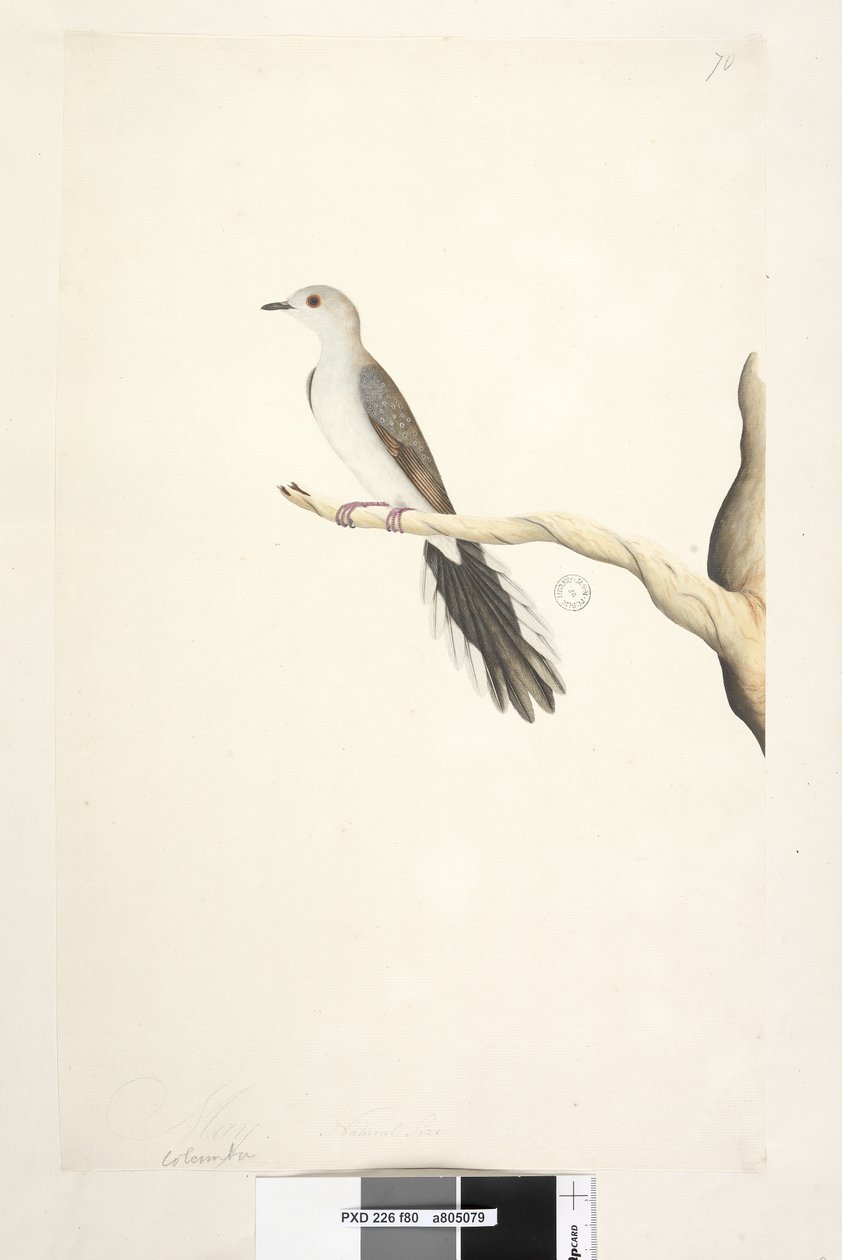 Página 80. Columba. Mayo. Tamaño natural. Paloma Diamante Geopelia cuneata, 1791-92 de Unknown artist