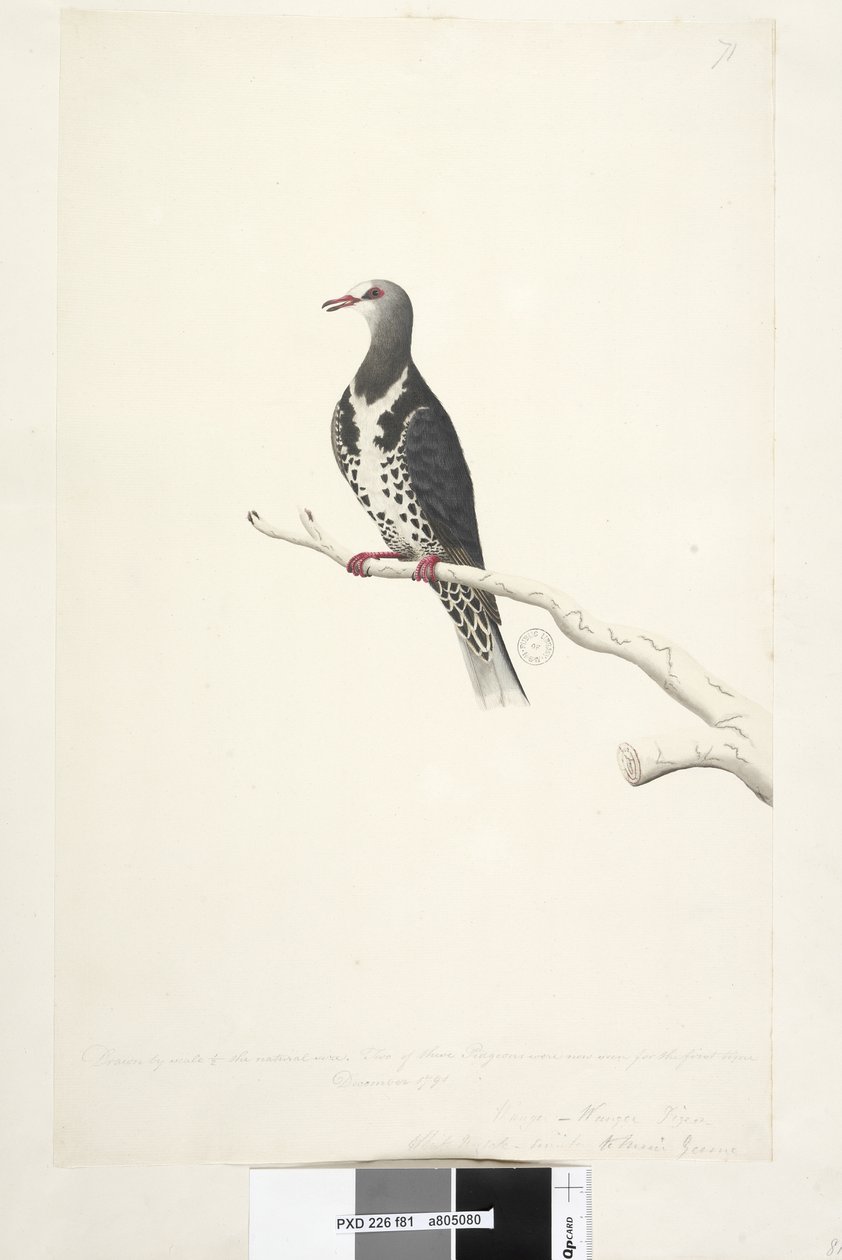 Página 81. Wunga, Wungee Pigeon. Dibujado a escala 1/2 del tamaño natural. Dos de estos pichones fueron vistos por primera vez en diciembre de 1791. Pichón Wonga Leucosarcia melanoleuca, 1791-92 de Unknown artist