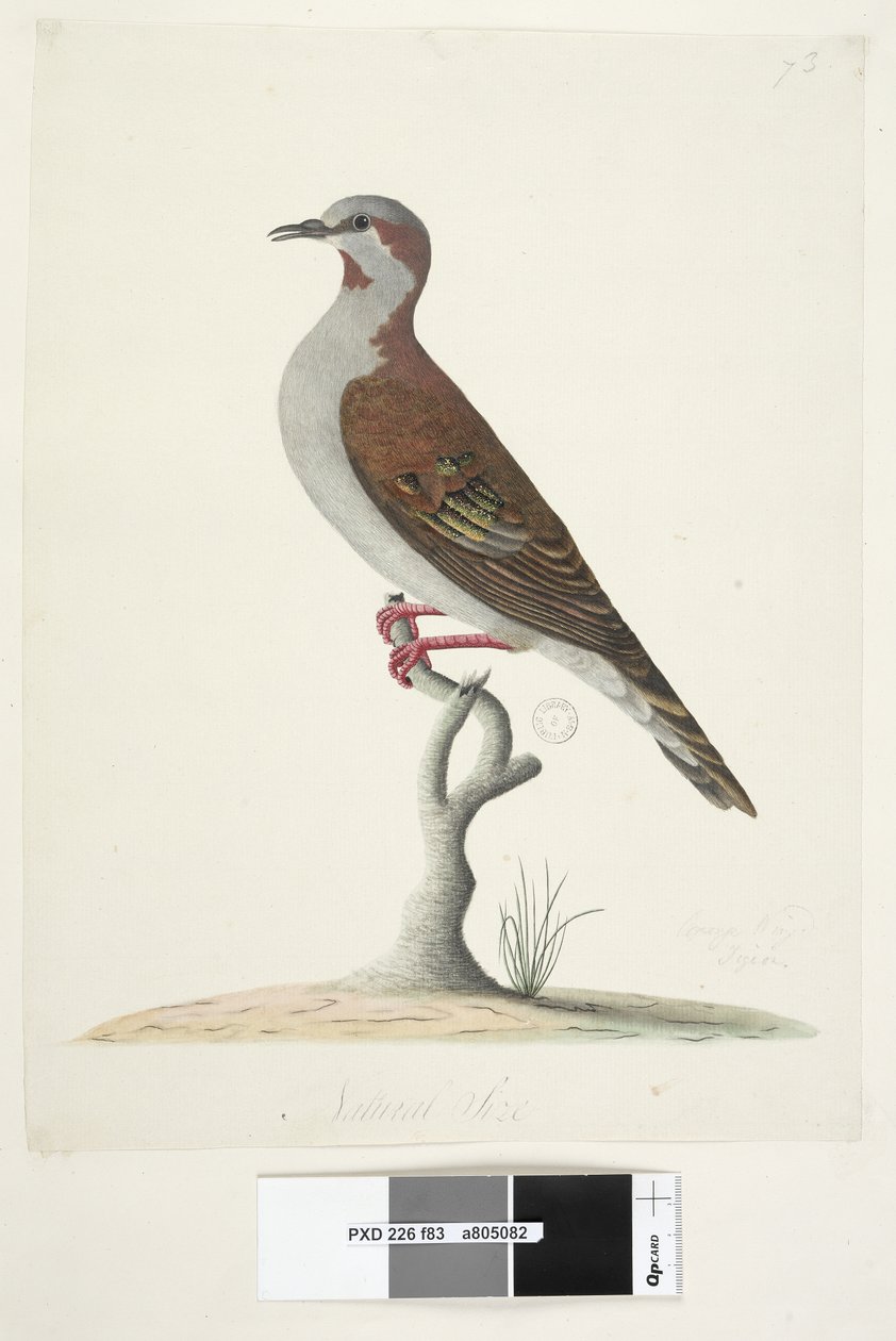 Página 83. Paloma de Ala Bronceada. Tamaño natural. Paloma Bronceada de Cepillo Phaps elegans, 1791-92 de Unknown artist