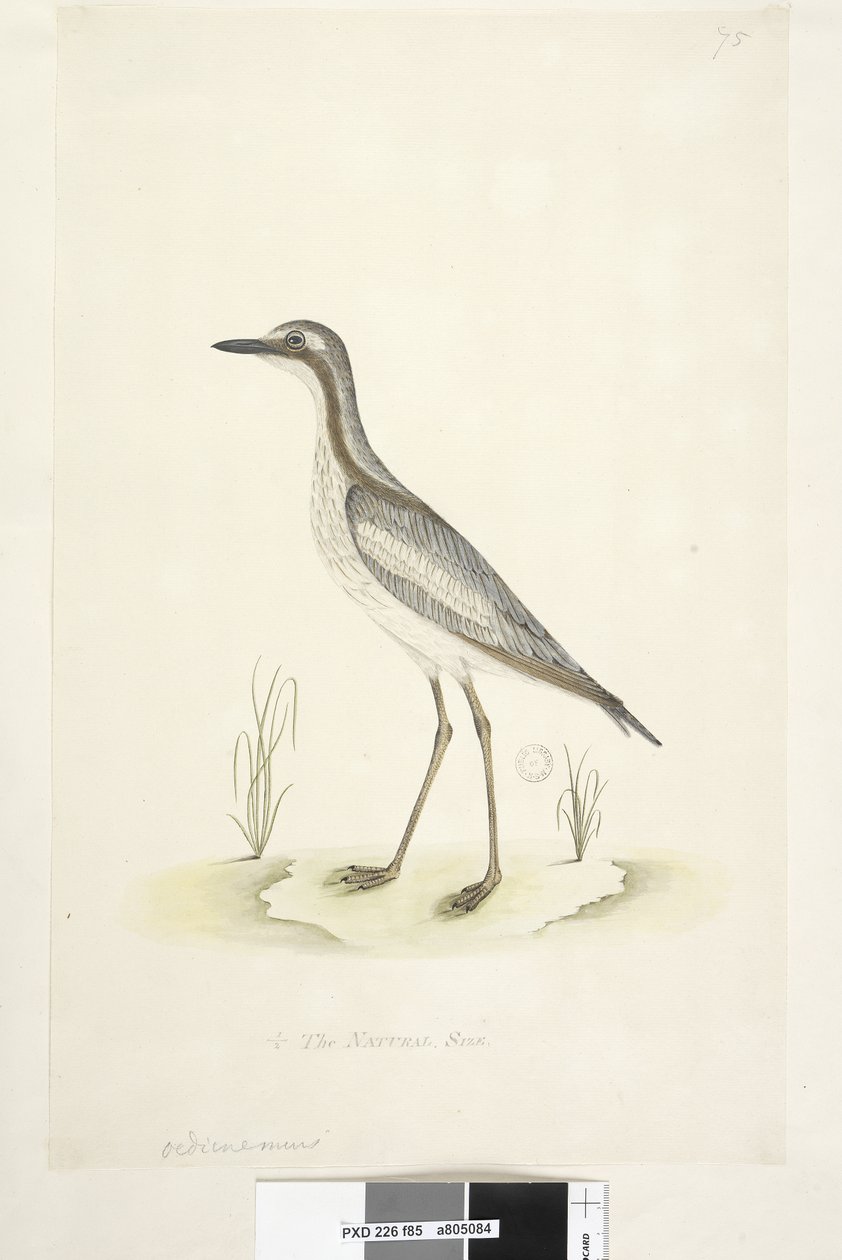 Página 85. Oedicnemus. 1/2 del tamaño natural. Zarapito de piedra del sur Burhinus magnirostris, 1791-92 de Unknown artist