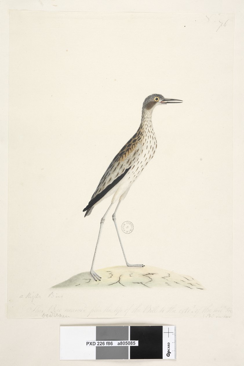 Página 86. Un pájaro nocturno. Oedicnemus. Este pájaro medía desde la punta del pico hasta la extremidad del dedo medio 30 pulgadas. Zarapito de piedra del sur Burhinus magnirostris, 1791-92 de Unknown artist