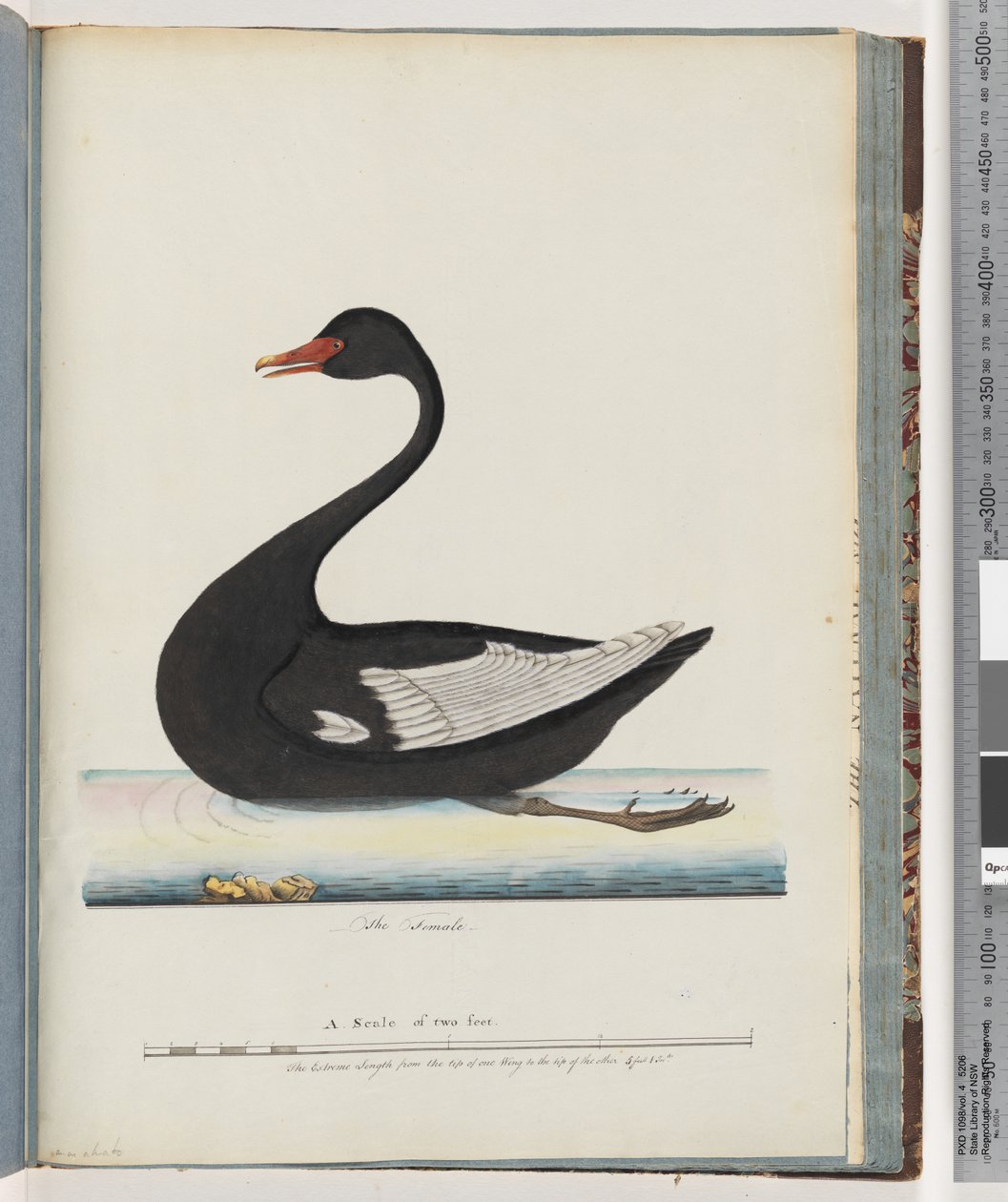Página 86. Cisne negro. La hembra anas atrata de Unknown artist
