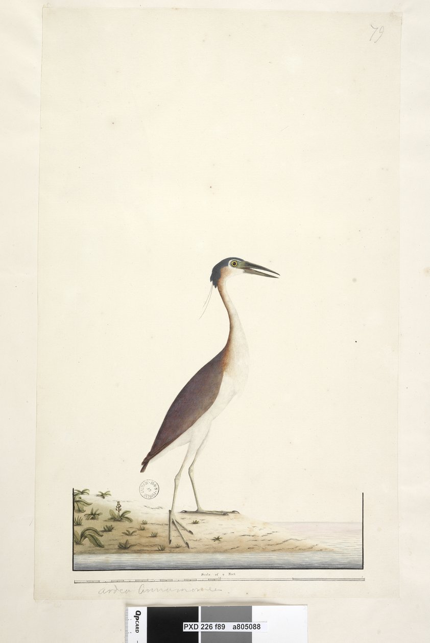 Página 89. Ardea ..?.. Nankeen Night, Garza Nycticorax caledonicus, 1791-92 de Unknown artist