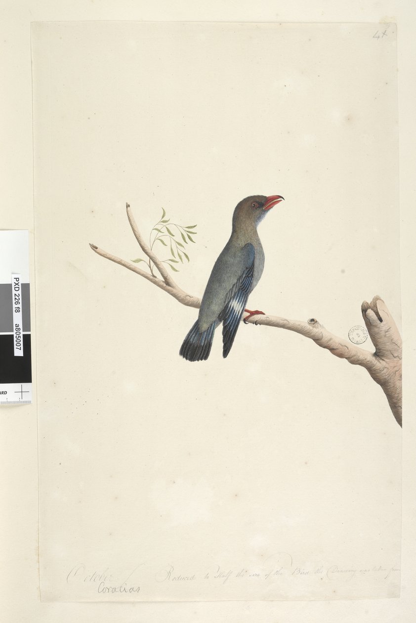 Página 8. Coraciae. Octubre. Reducido a la mitad del tamaño del pájaro del que se tomó el dibujo. Pájaro dólar Eurystomus orientalis, 1791-92 de Unknown artist