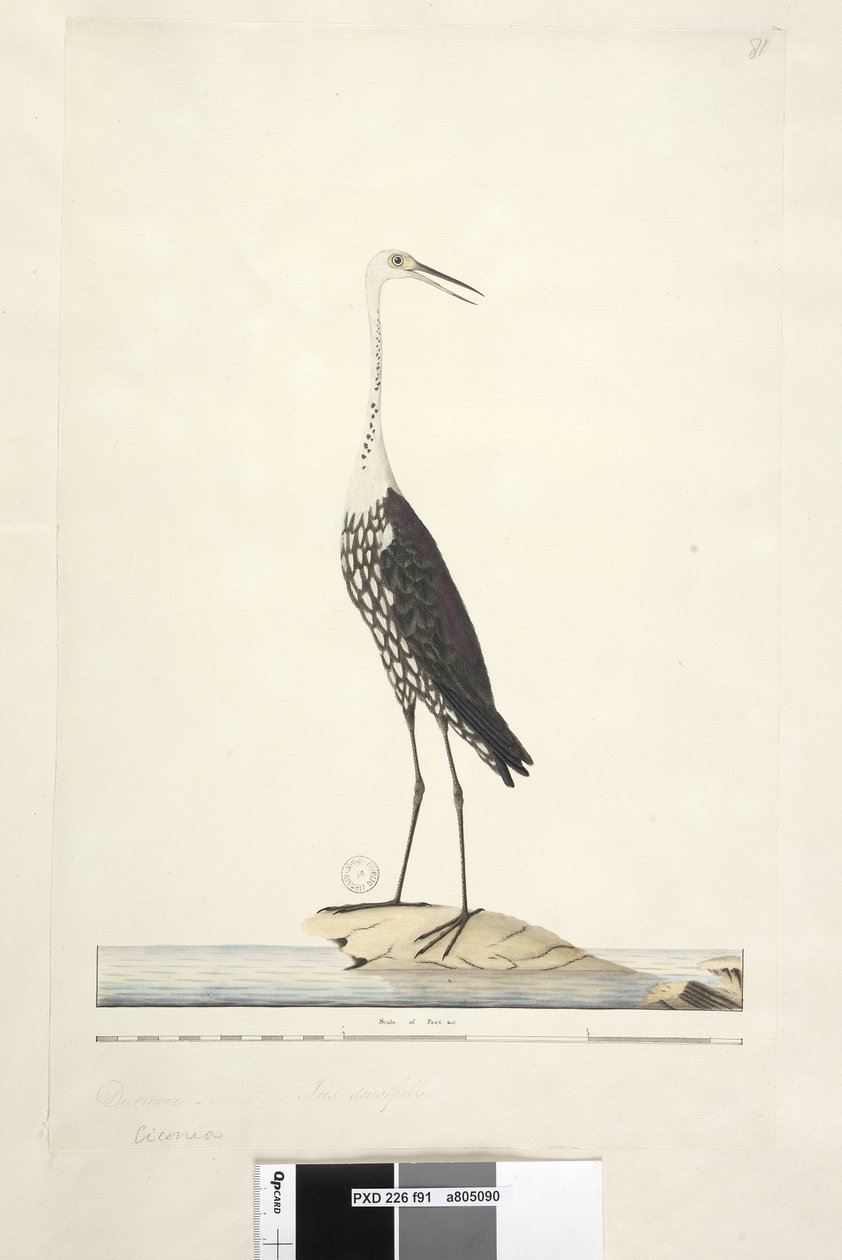 Página 91. Ciconia. sobre el título en diferente mano diciembre, iris dudoso Garza de cuello blanco Ardea pacifica Notophoyx pacifica, 1791-92 de Unknown artist