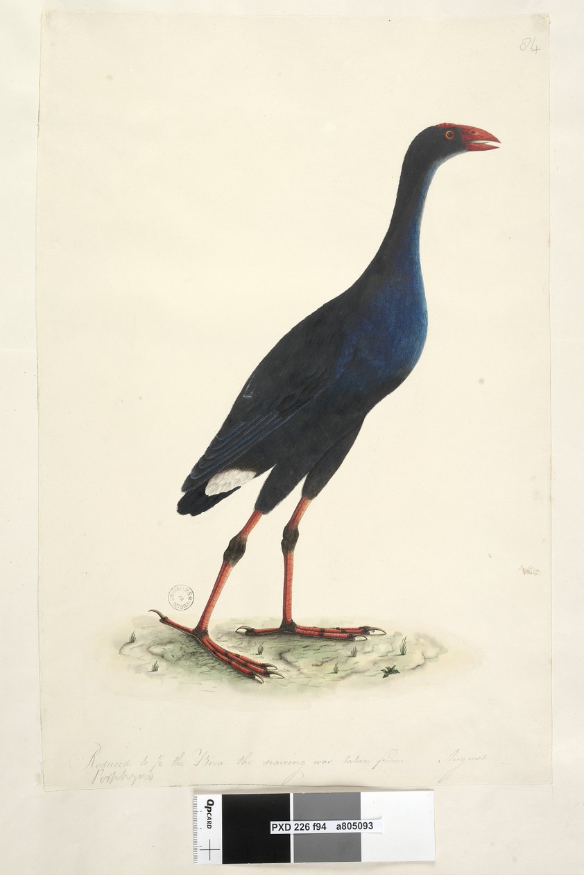Gallineta de Pantano Oriental de Unknown artist
