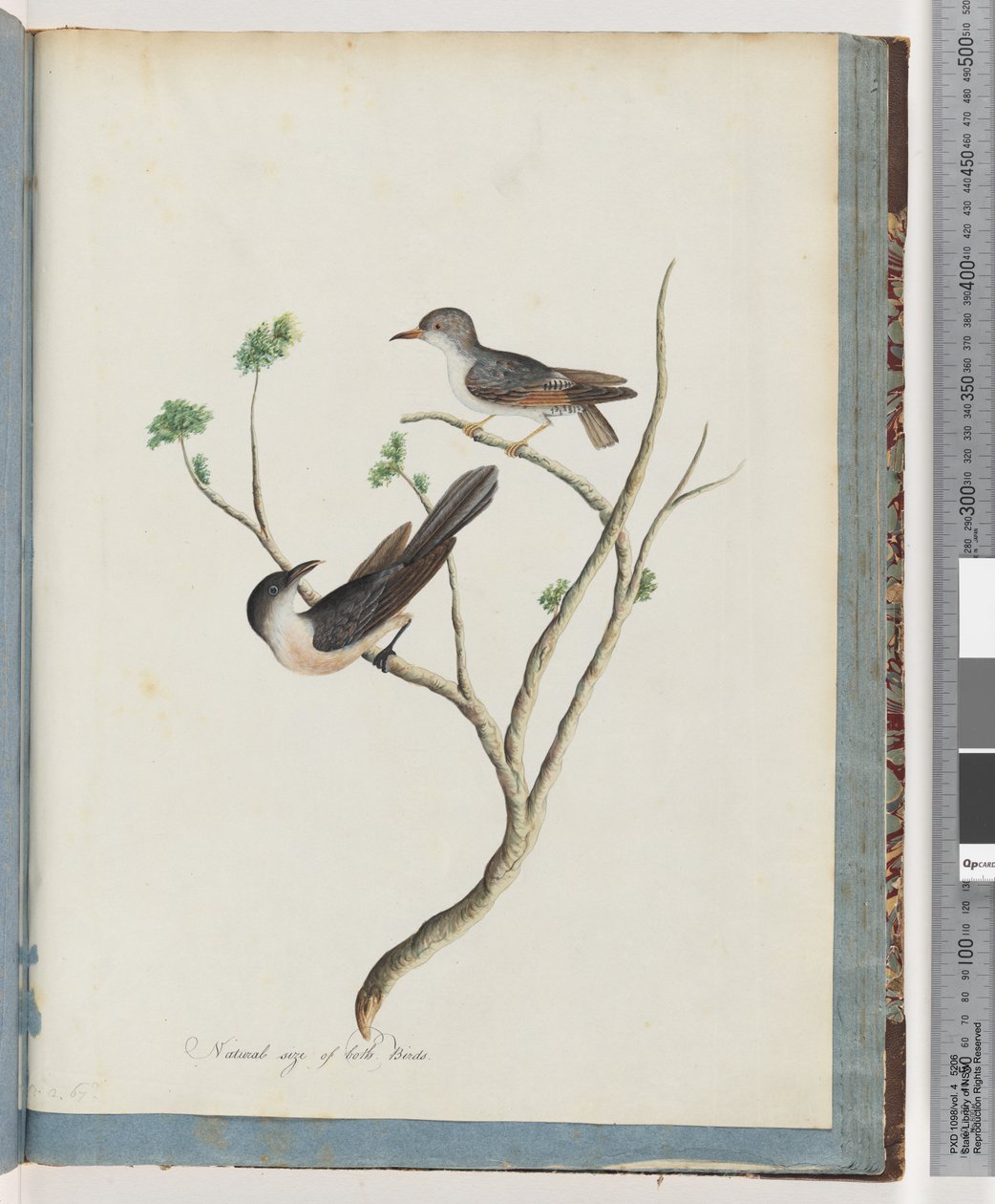 Página 94. Pájaros no identificados de Unknown artist