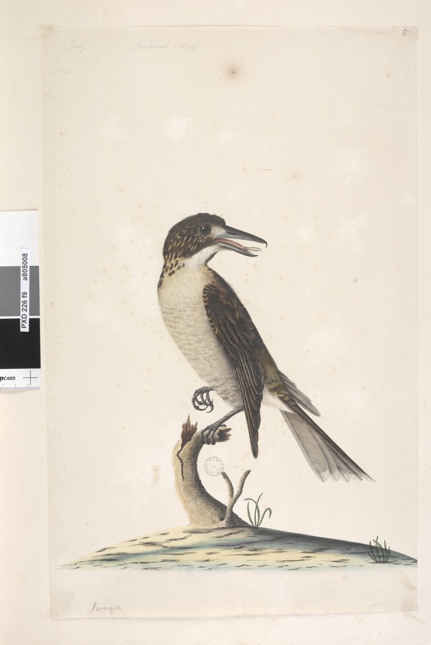 Página 9. Vanga. tamaño natural. Pájaro carnicero gris Cractius torquatus hembra, 1791-92 de Unknown artist