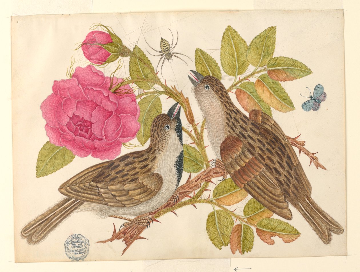 Pareja de pájaros marrones en tallo de rosa con mariposa y araña de Unknown artist