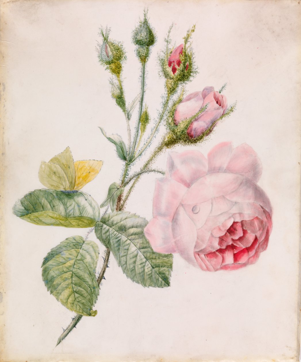 Rosa rosa y mariposa amarilla de Unknown artist