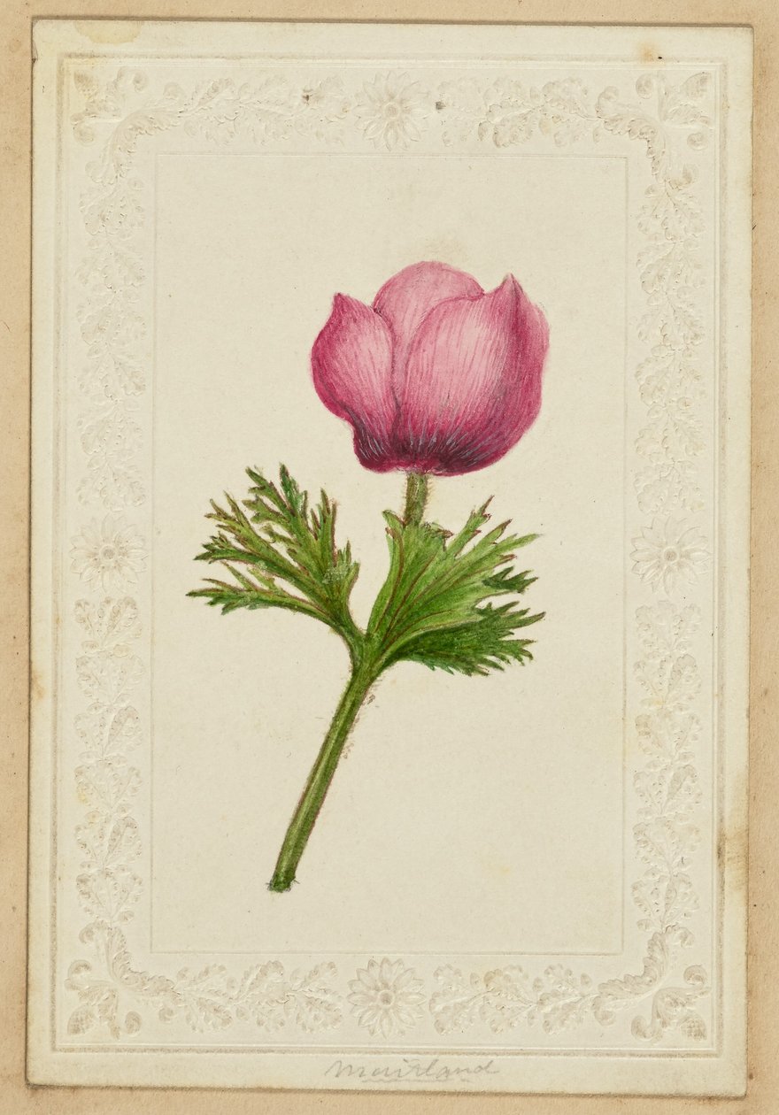 [Tarjeta de nota con flor rosa] de Unknown artist
