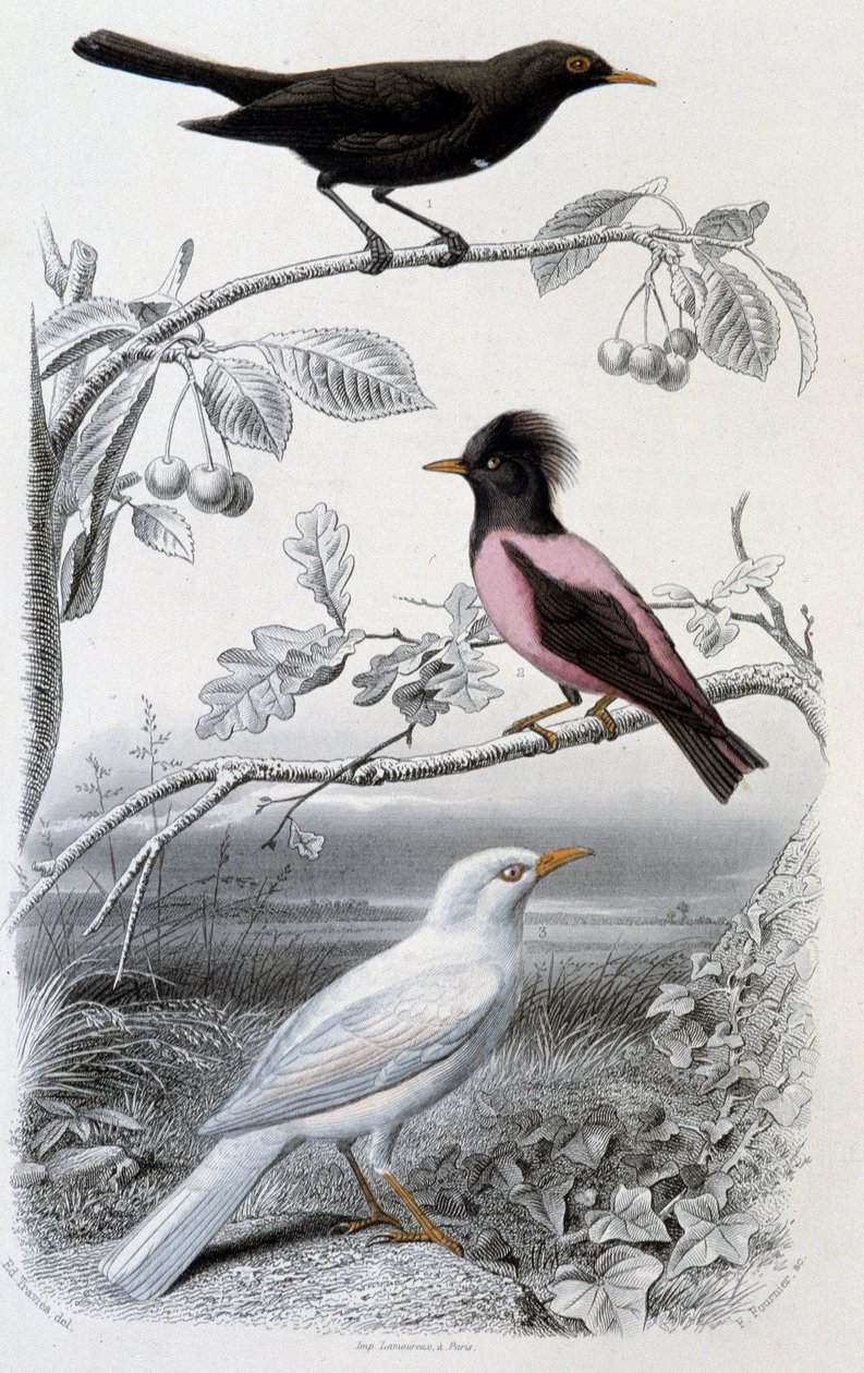 Placa de historia natural: Mirlo, mirlo blanco y mirlo rosa - en “Oeuvres de Buffon”, ed. Furne Jouvet & cie, París de Unknown artist