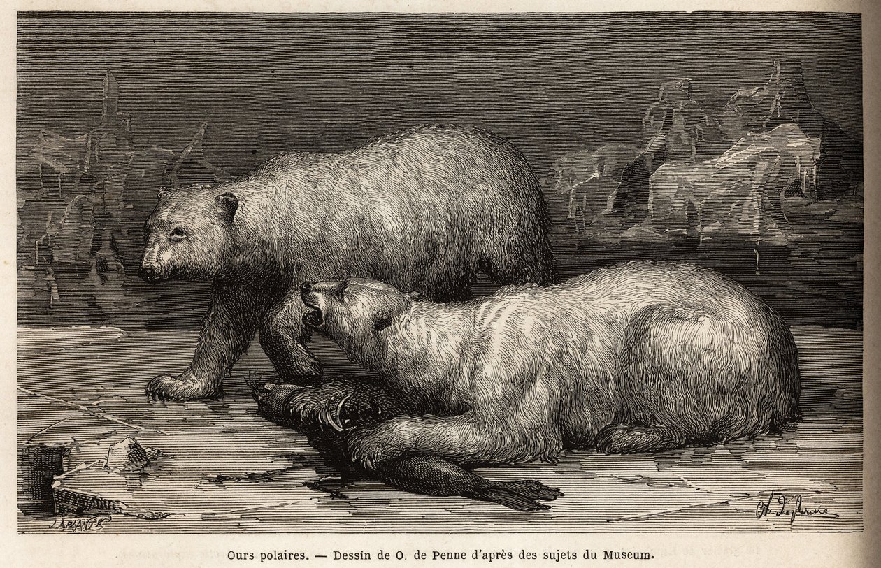 Osos polares en el hielo, golpeando una foca que acaban de atrapar. Grabado para ilustrar el viaje al mar libre del polo Ártico, por el Doctor Hayes, cirujano de la Marina de los Estados Unidos, en 1860-1862, publicado en “Le tour du monde, nouveau journal de Unknown artist
