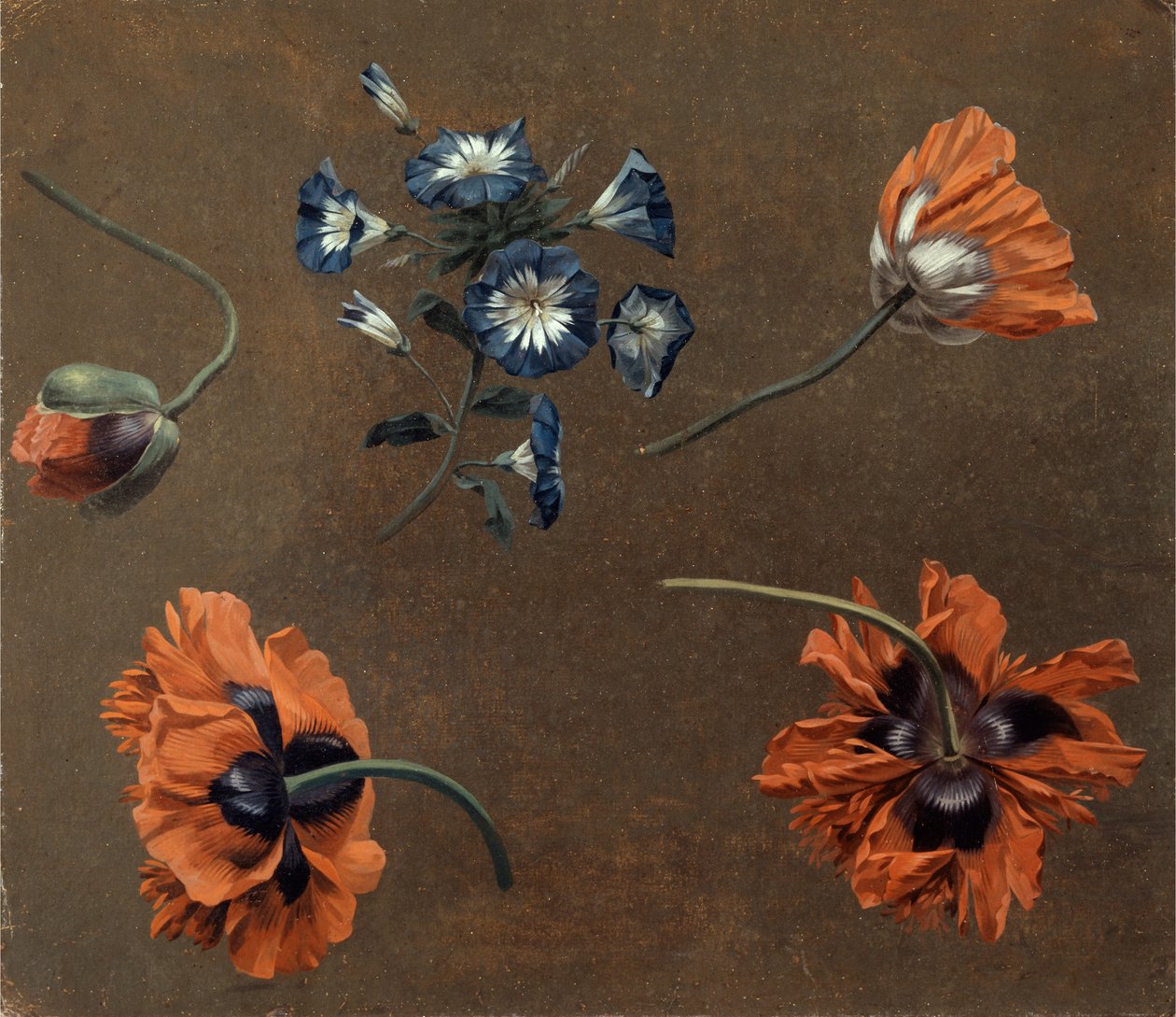 Amapolas y Tradascanthus de Unknown artist