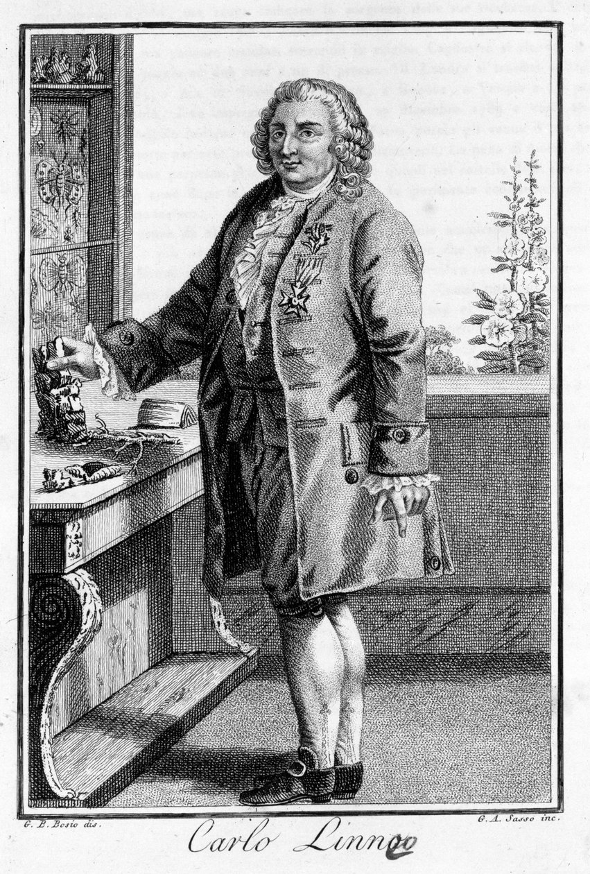 Retrato de Carl Von Linné, naturalista y escritor sueco (1707 - 1778). Grabado del siglo XIX. de Unknown artist