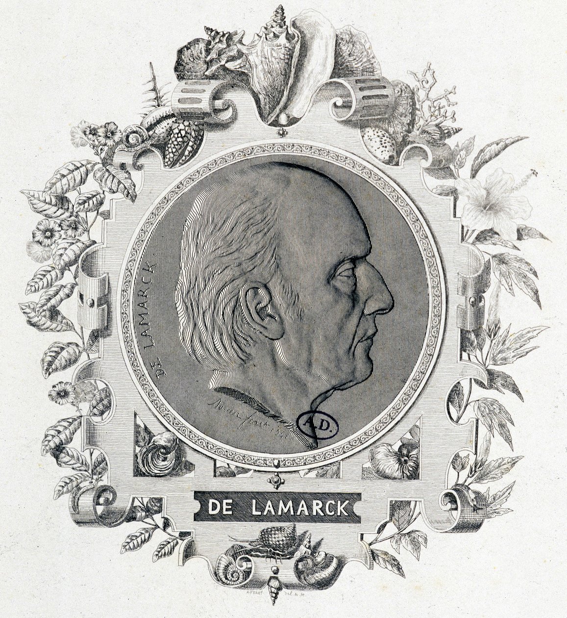 Retrato de Jean Baptiste Lamarck - grabado de Unknown artist