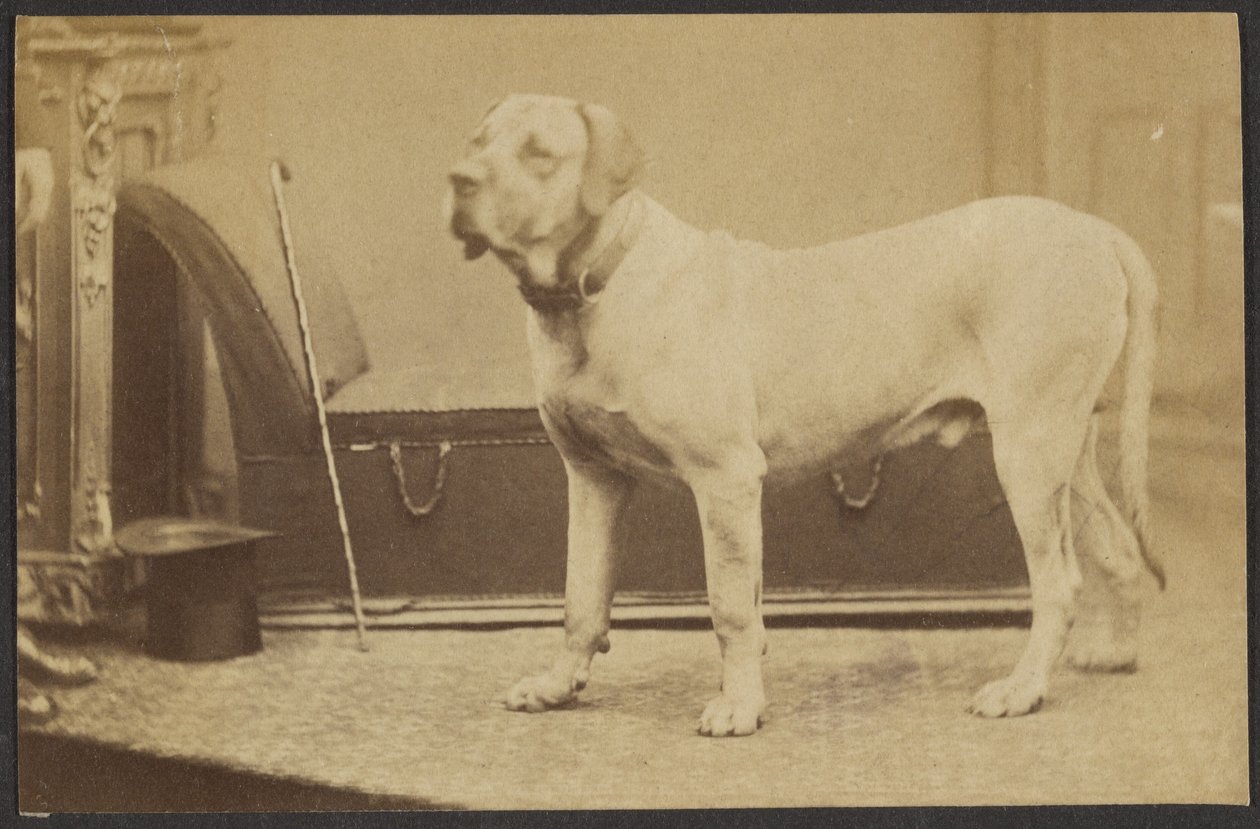 [Retrato de un perro] de Unknown artist