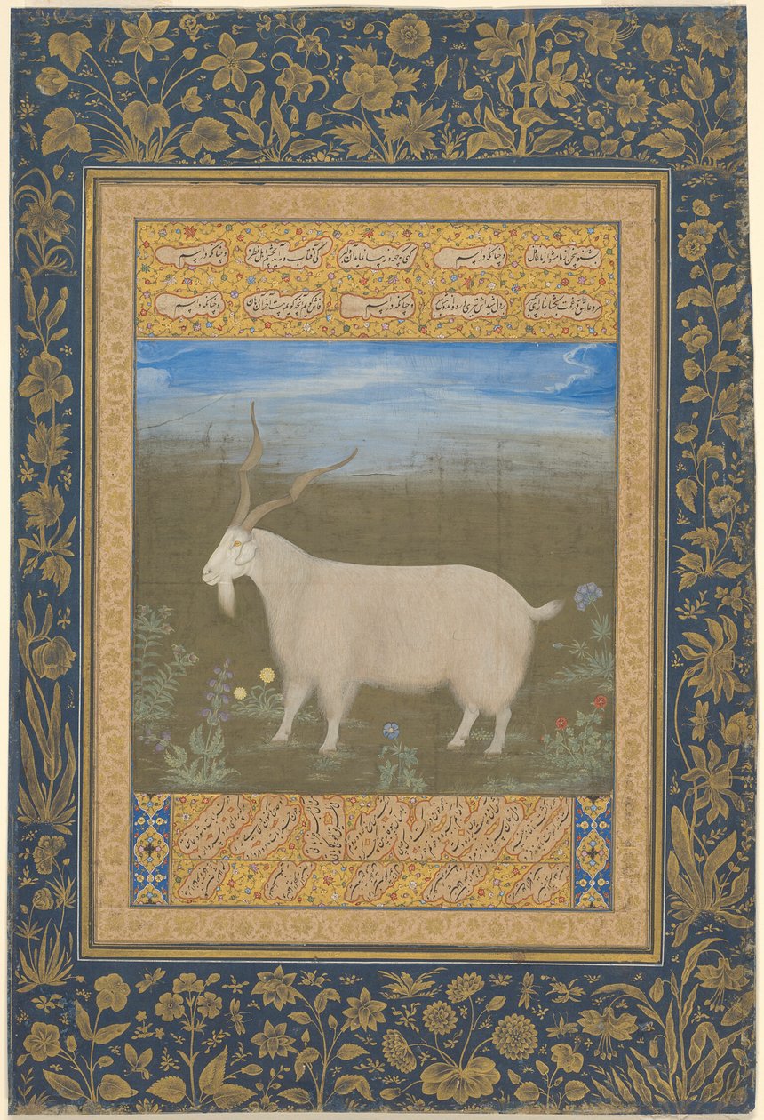 Retrato de una cabra montesa de Ladakh de Unknown artist
