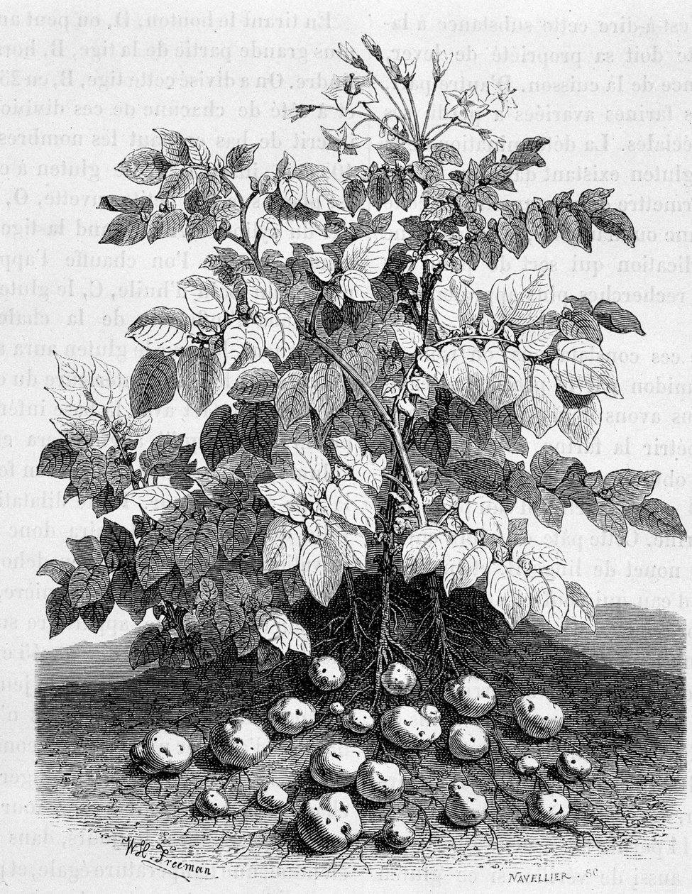 Patata y tubérculos amiláceos de sus raíces - Fig tree de Unknown artist