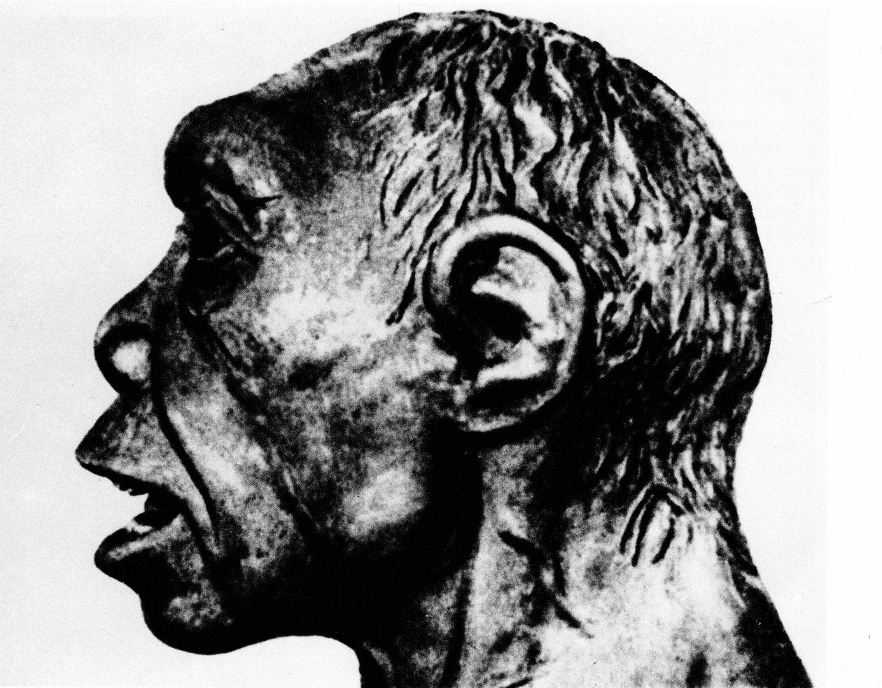 Prehistoria: Recreación del hombre de Broken Hill (perfil), según Schultz. de Unknown artist
