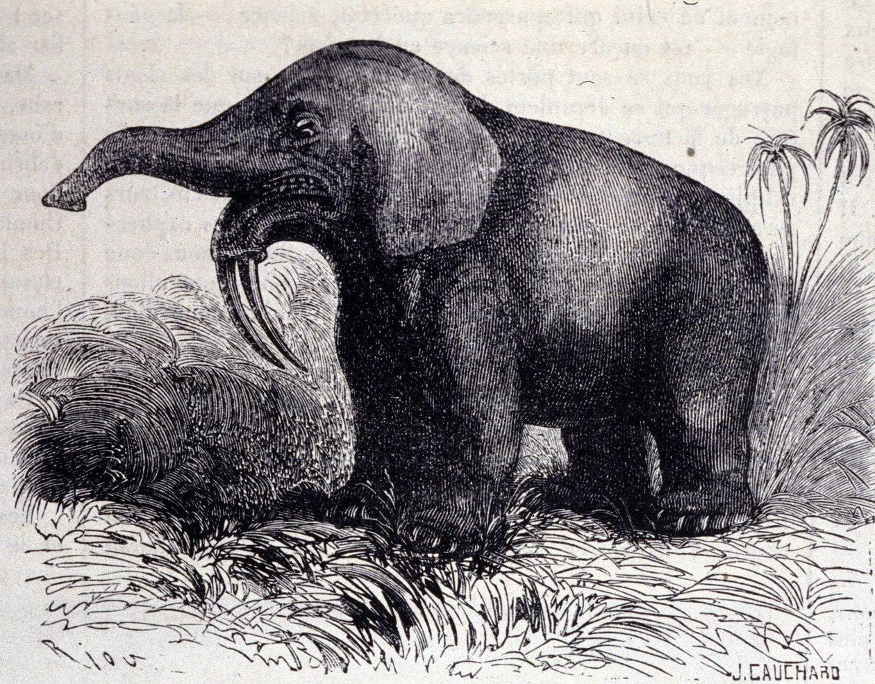 Prehistoria: representación de un Dinotherium, tipo de paquidermo de Unknown artist
