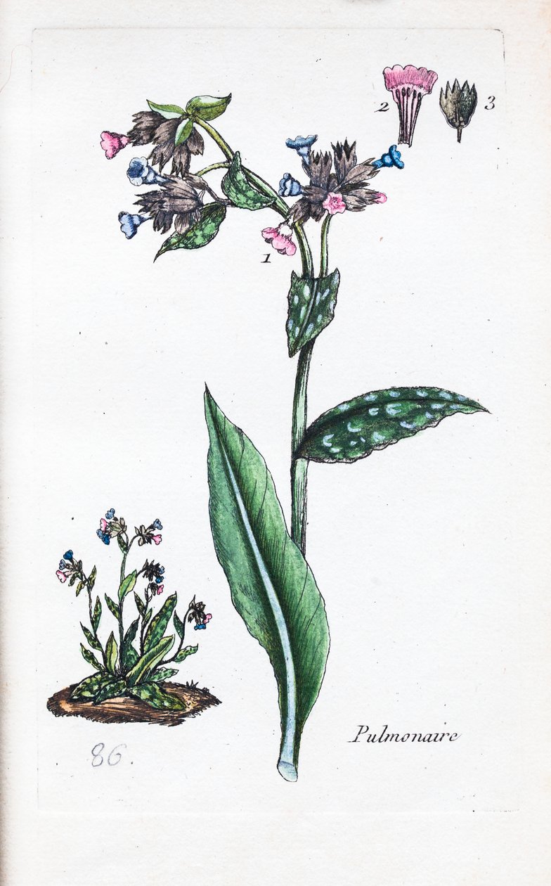 Pulmonar de Unknown artist