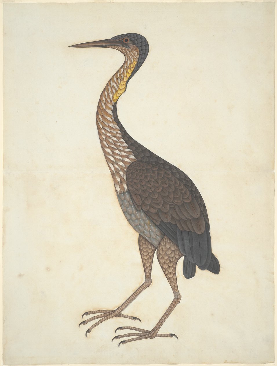 Garza imperial (Ardea purpurea) de Unknown artist