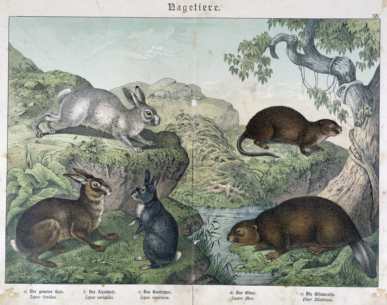 Conejo, castor - en "Historia Natural de los Mamíferos", ed. Schreiber de Unknown artist