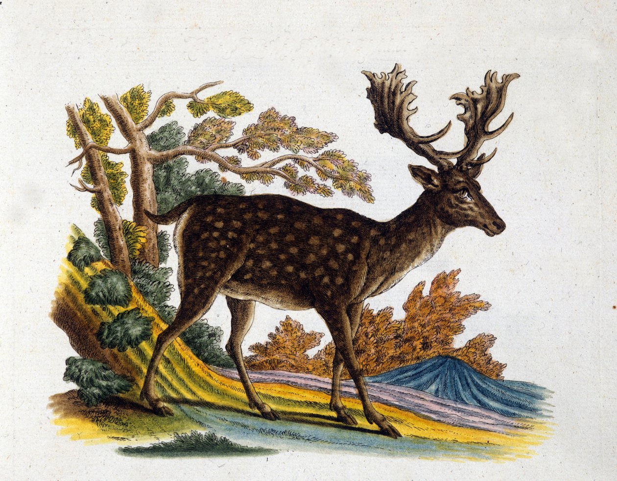 Representación de un reno. Grabado del siglo XVIII. de Unknown artist