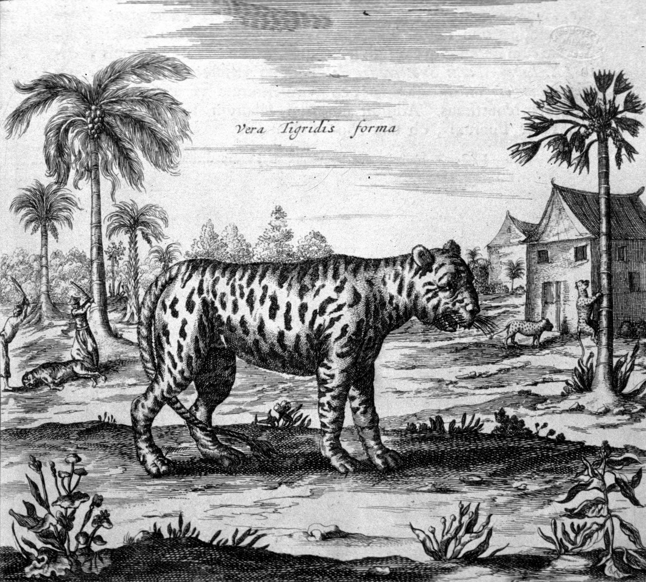 Representación de un tigre, grabado de "De China Monumenta" de Athanasius Kircher de Unknown artist
