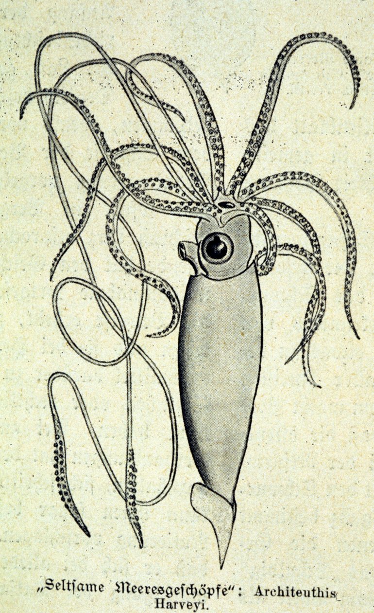 Representación de un Architeuthis Harveyi, calamar gigante de Unknown artist