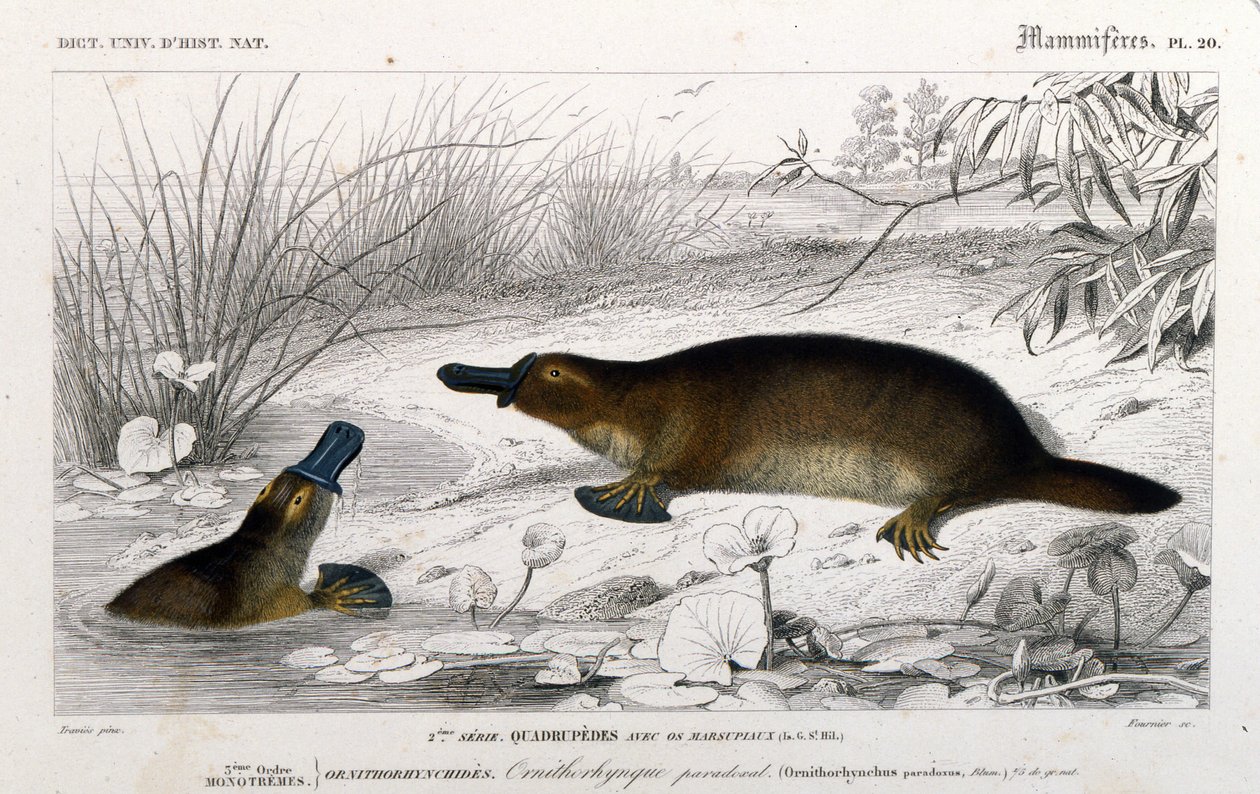 Representación de un Ornitorrinco (Ornithorhynchus paradoxus, Blum.). Grabado del “Diccionario Universal de Historia Natural” de C. D