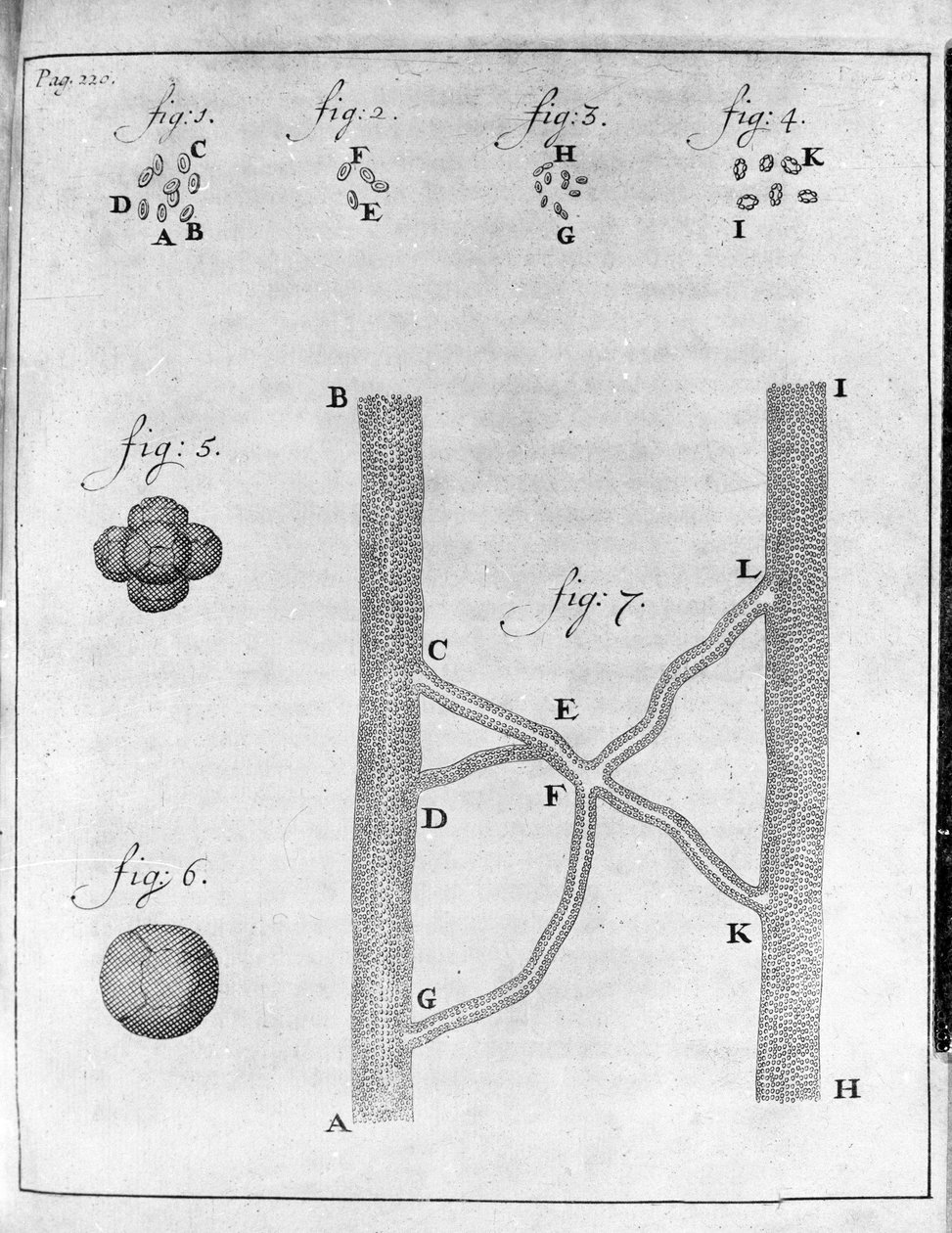 Representación de hematíes (glóbulos rojos) de salmón y rodaballo. Estudio del comerciante y naturalista holandés Antoine van Leeuwenhoek (1632-1723). Grabado de “Epistolae ad Societatem Regiam Angliam” 17 de Unknown artist
