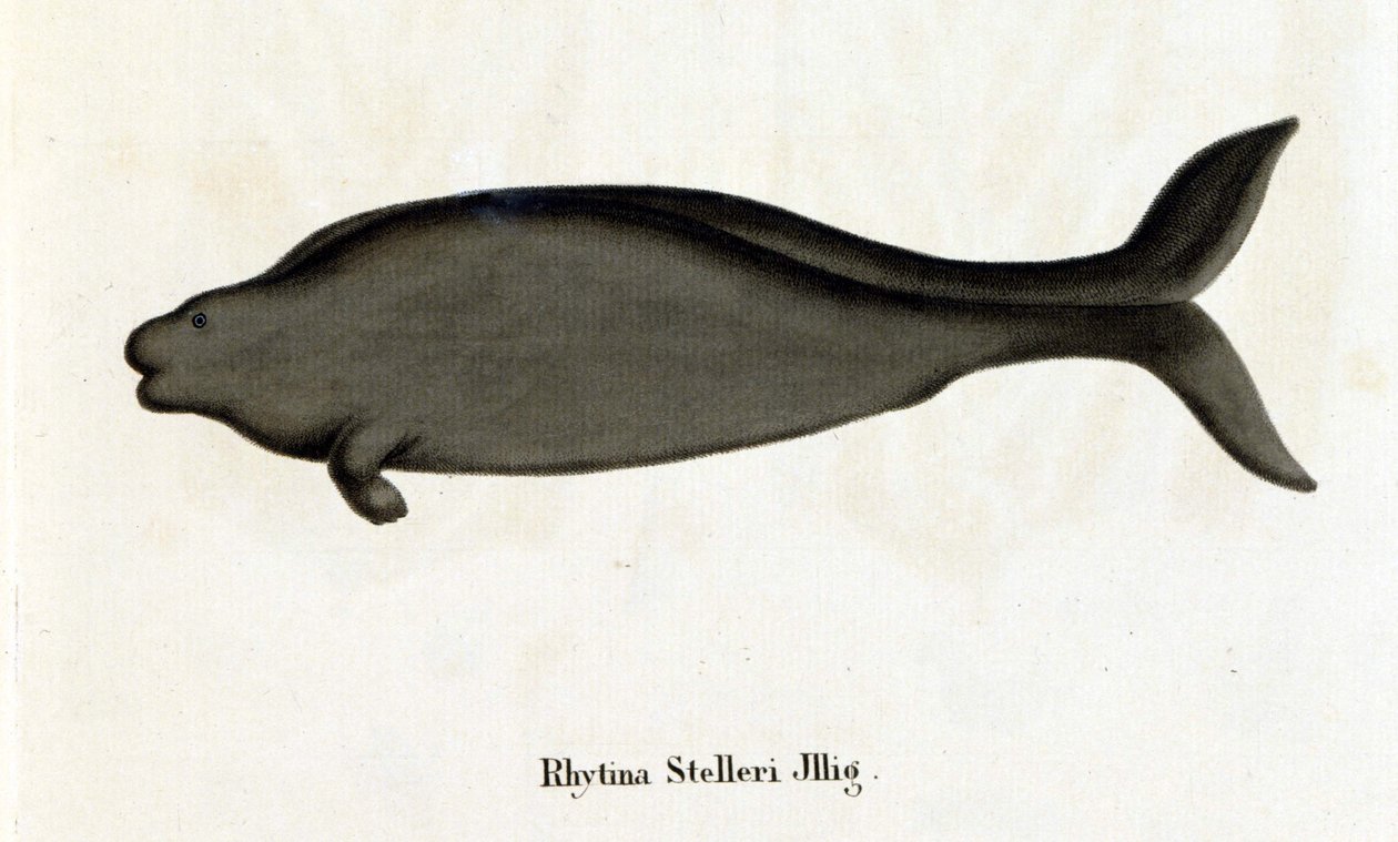 Rhytina Stelleri también llamada vaca marina de Steller, espécimen desaparecido en el siglo XVIII. de Unknown artist