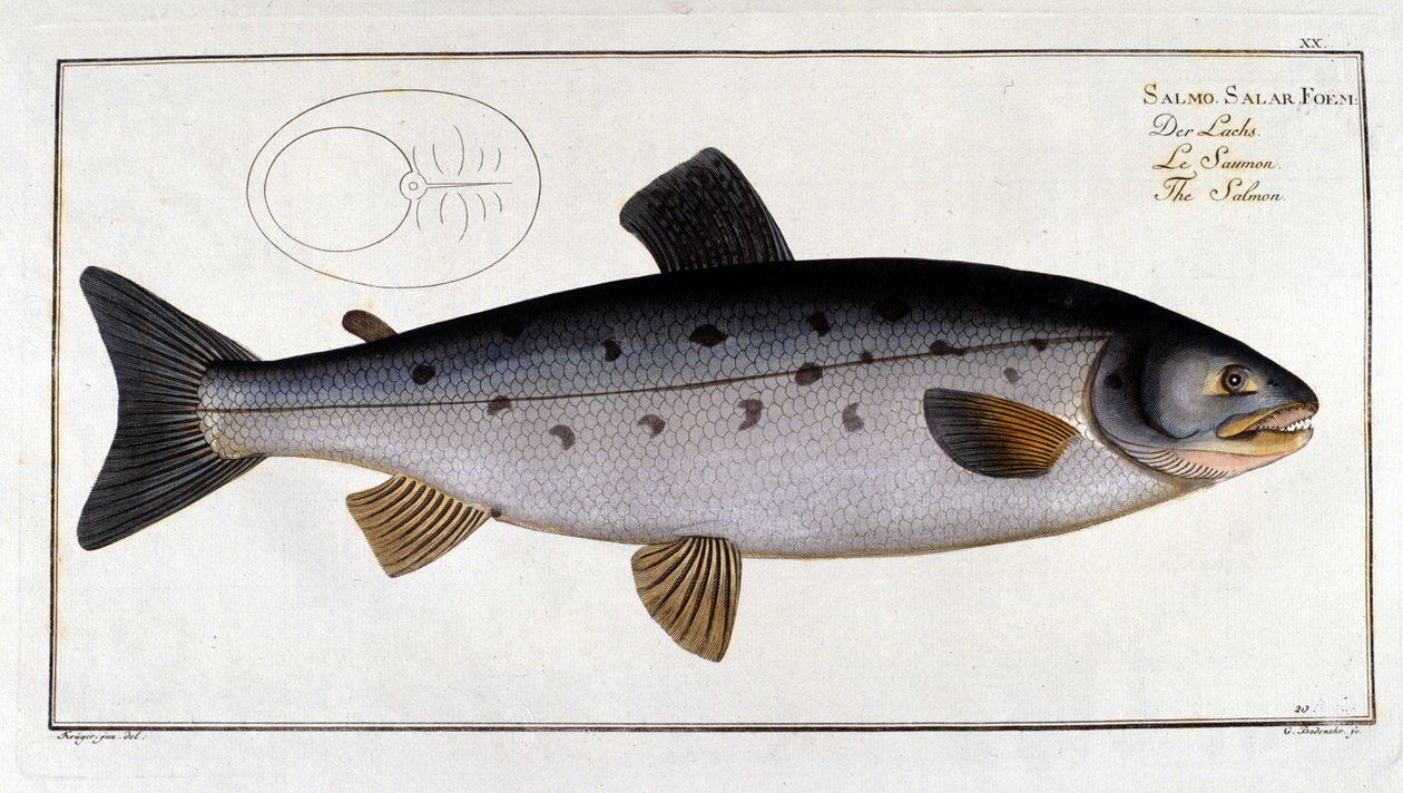 Salmón (Salmo salar) por Marc Elieser Bloch de Unknown artist