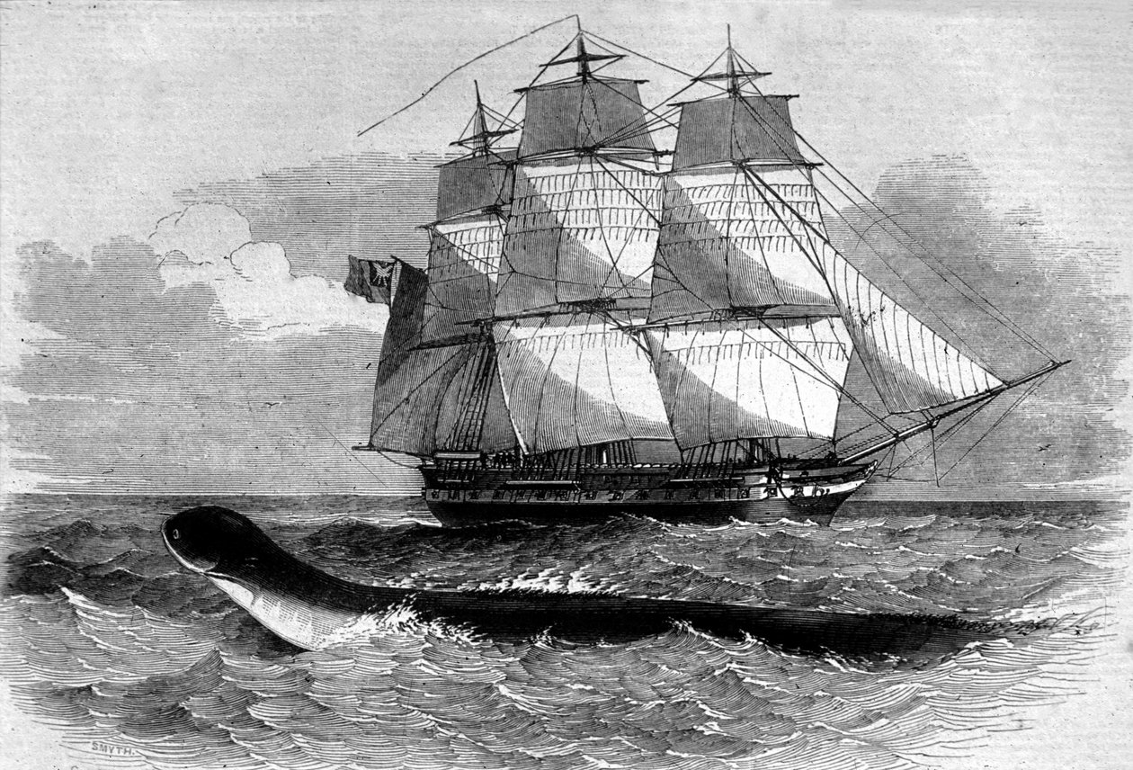 Monstruo marino: aparición de una serpiente marina en la fragata Daedalus en 1848. Grabado del siglo XIX de Unknown artist