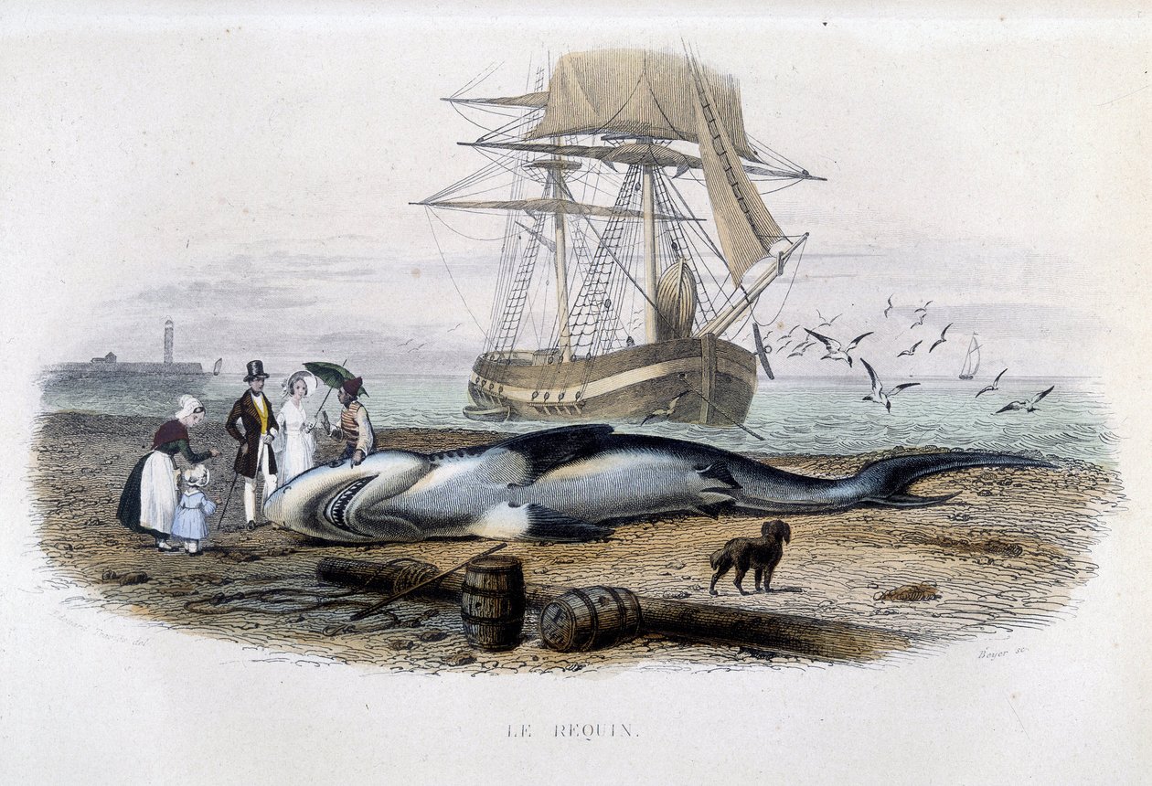 Pesca de tiburones - en "Histoire naturelle de Lacépède" de Unknown artist