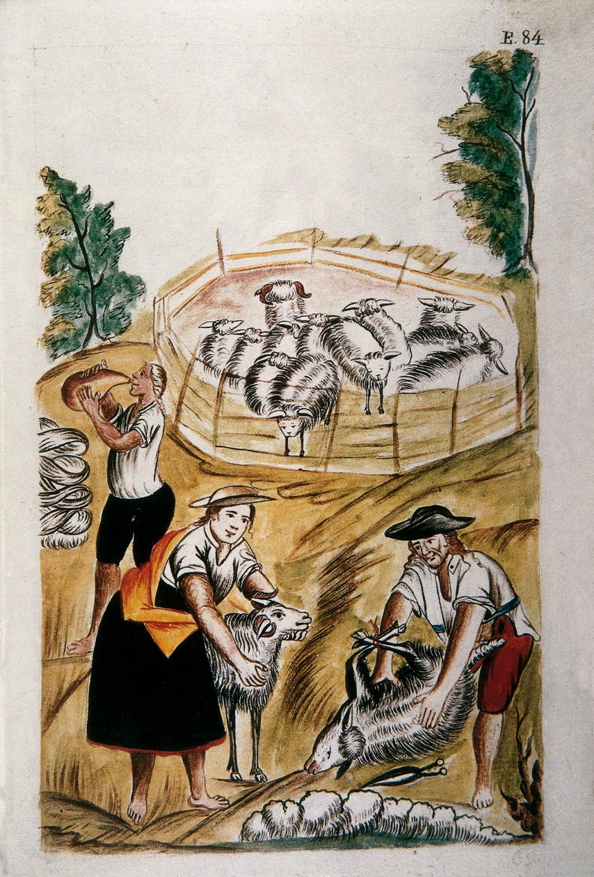 Esquila de ovejas, del libro "Trujillo del Perú" o "Códice Martínez Compañón", por Baltazar Martínez Compañón y Bujanda, obispo de Trujillo (1782-1785) de Unknown artist