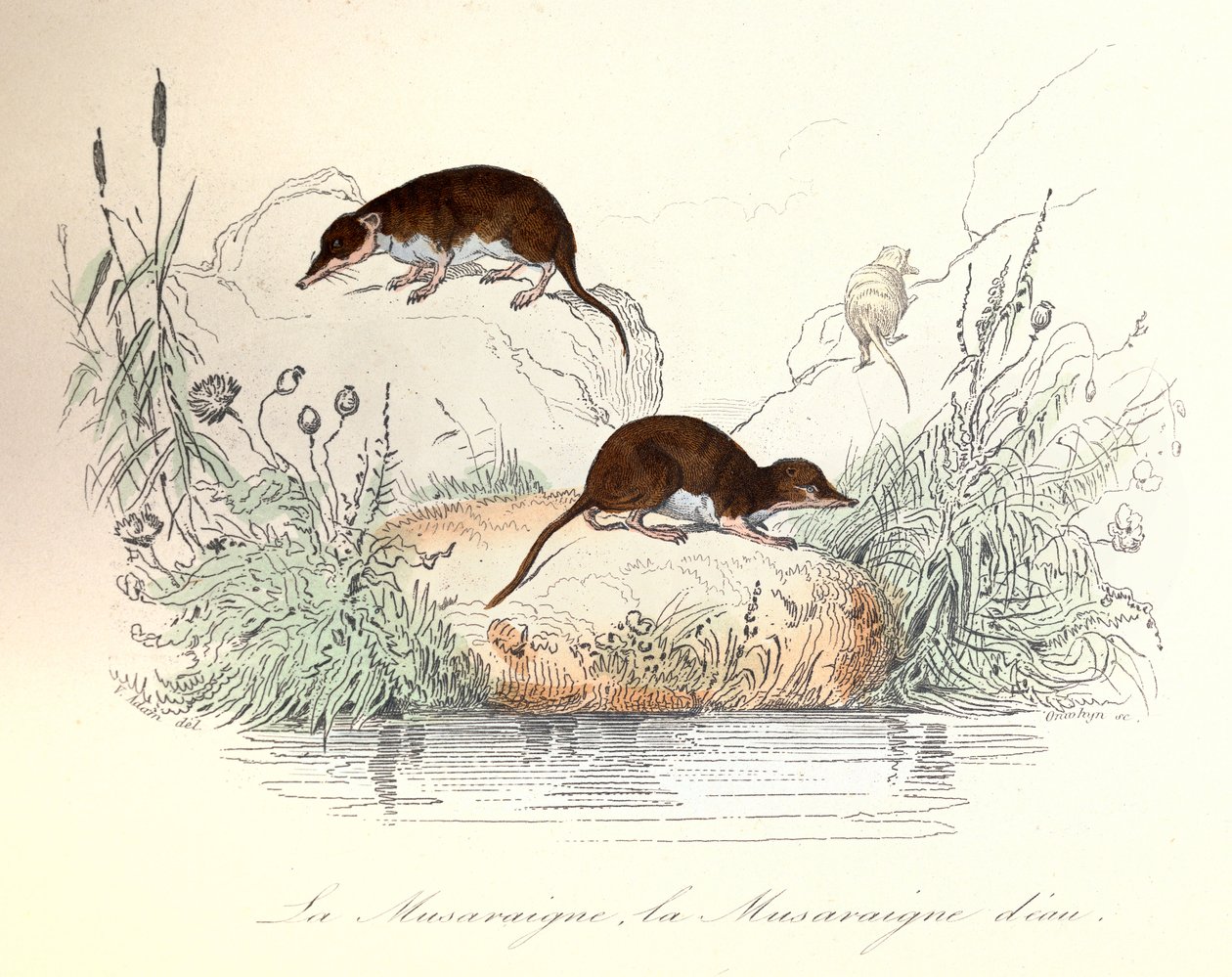 Musaraña y musaraña de agua clasificadas según la nomenclatura de Linneene y Cuvier (grabado) de Unknown artist