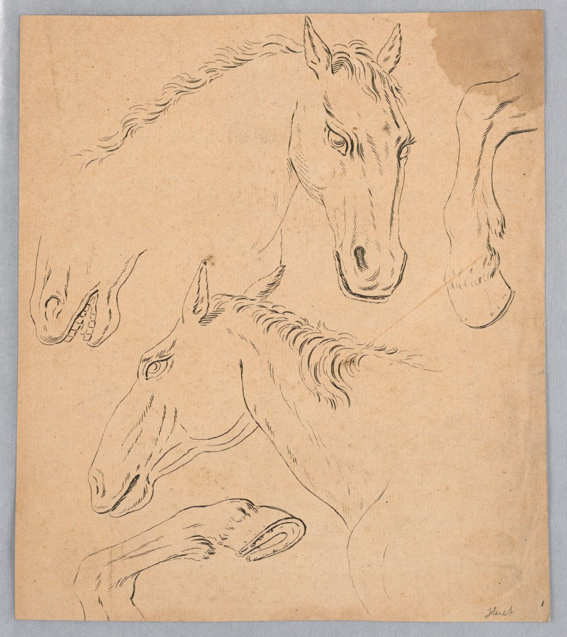 Bocetos de Cabezas y Pezuñas de Caballos de Unknown artist