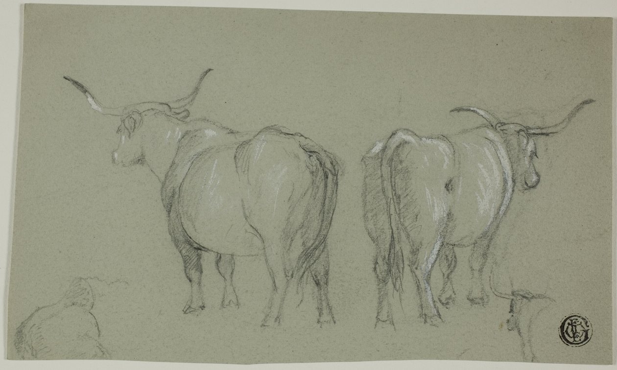 Bocetos de ganado blanco de la Maremma de Unknown artist